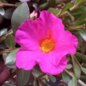 Picture of Portulaca Deep Pink