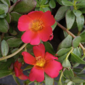 Picture of Portulaca Fuchsia