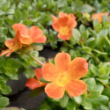 Picture of Portulaca Tangerine