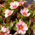 Picture of Portulaca Twist Pink