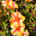 Picture of Portulaca Twist Red