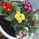 Picture of Primula Elodie Dble Mixed