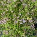 Picture of Prostanthera Eddington Blue