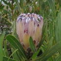 Picture of Protea Lepidocarpodendron Green