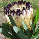 Picture of Protea Neriifolia Purity