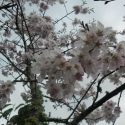 Picture of Prunus Peggy Wilson H/W 1.8m