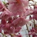 Picture of Prunus Pendula Rosea H/W 1m