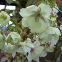 Picture of Prunus Ukon H/W 1.5m