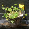 Picture of Ranunculus Amphitrichus