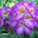 Picture of Rhododendron Bluebell