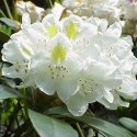 Picture of Rhododendron Chionoides