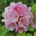 Picture of Rhododendron Doc