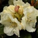 Picture of Rhododendron Gandy dancer