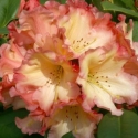 Picture of Rhododendron Honey Butter