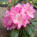 Picture of Rhododendron Kalinka