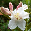 Picture of Rhododendron Kotuku