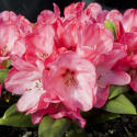 Picture of Rhododendron Lady Adam Gordon