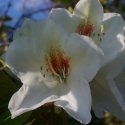 Picture of Rhododendron Phyllis Korn