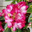 Picture of Rhododendron President Roosevelt