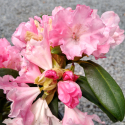 Picture of Rhododendron Prince 