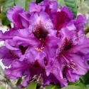 Picture of Rhododendron Purple Splendour