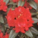 Picture of Rhododendron Raging Bull