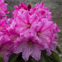 Picture of Rhododendron Ruby Bowman