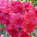 Picture of Rhododendron Tally Ho