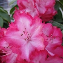 Picture of Rhododendron The President