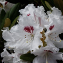 Picture of Rhododendron Tiana