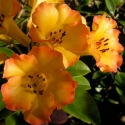 Picture of Rhododendron Vireya Haloed Gold