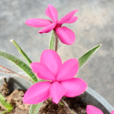 Picture of Rhodohypoxis Baurii Deep Pink