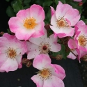 Picture of Rosy Cushion-Rose