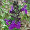 Picture of Salvia Summer Purple