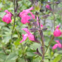 Picture of Salvia Summer Neon