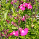 Picture of Salvia Summer Pink