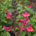 Picture of Salvia Summer Red