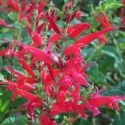 Picture of Salvia elegans