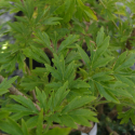 Picture of Sambucus Laciniata