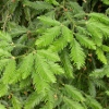 Picture of Sequoia Sempervirens