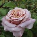 Picture of Simply Gorgeous-Rose