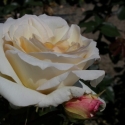 Picture of Snow Waltz Clg-Rose