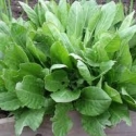 Picture of Sorrel