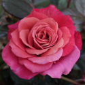 Picture of Special Birthday-Rose