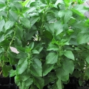 Picture of Stevia