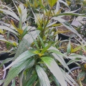 Picture of Strobilanthes anisophyllus