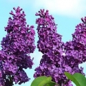 Picture of Syringa Vulgaris Congo