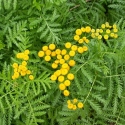 Picture of Tansy