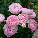 Picture of The Sarjeant Rose-Rose