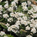 Picture of Thryptomene Calycina White